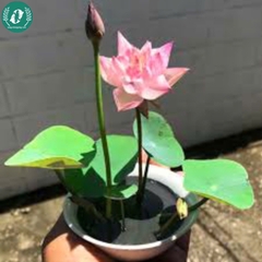Hạt giống hoa sen mini
