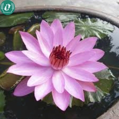 Hạt giống hoa sen mini