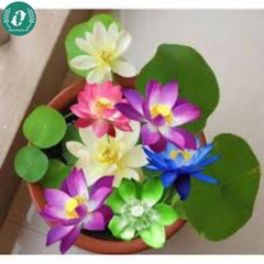 Hạt giống hoa sen mini