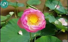 Hạt giống hoa sen mini