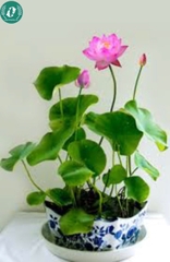 Hạt giống hoa sen mini