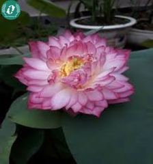 Hạt giống hoa sen mini