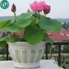 Hạt giống hoa sen mini