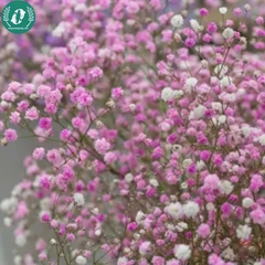 Hạt giống Hoa baby kép