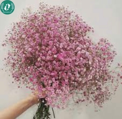 Hạt giống Hoa baby kép