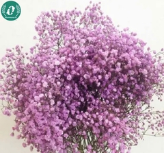Hạt giống Hoa baby kép