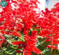 Hạt giống Hoa xác pháo