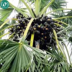 Nước màu thốt nốt