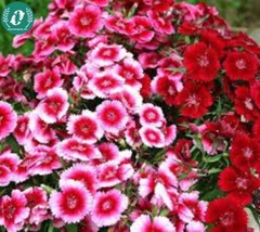 Hạt giống Hoa cẩm chướng