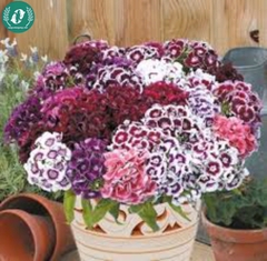 Hạt giống Hoa cẩm chướng