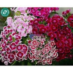 Hạt giống Hoa cẩm chướng