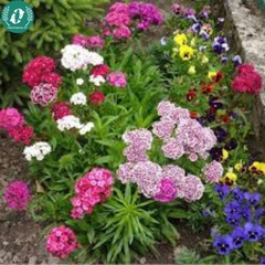 Hạt giống Hoa cẩm chướng