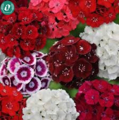 Hạt giống Hoa cẩm chướng
