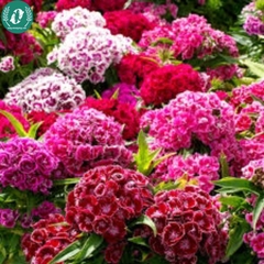 Hạt giống Hoa cẩm chướng