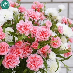 Hạt giống Hoa cẩm chướng