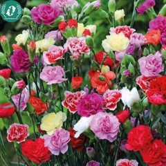 Hạt giống Hoa cẩm chướng