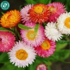 Hạt giống hoa cúc