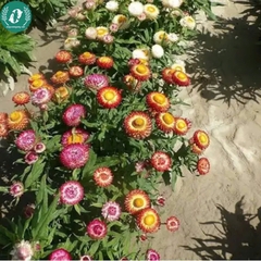 Hạt giống hoa cúc