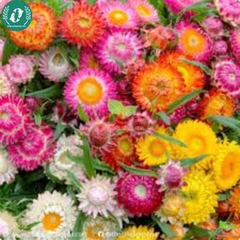 Hạt giống hoa cúc