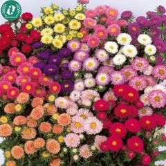 Hạt giống hoa cúc