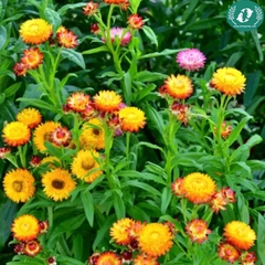 Hạt giống hoa cúc