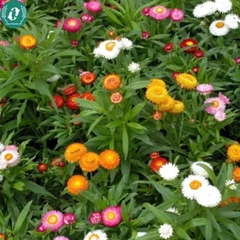 Hạt giống hoa cúc