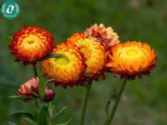 Hạt giống hoa cúc