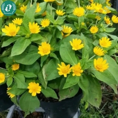 Hạt giống hoa cúc