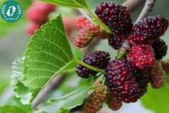 Nước cốt dâu tằm