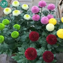 Hạt giống Hoa cúc Pingpong