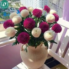 Hạt giống Hoa cúc Pingpong