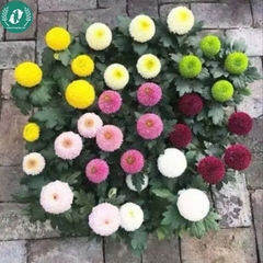 Hạt giống Hoa cúc Pingpong