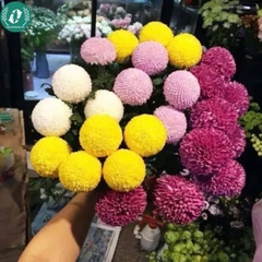 Hạt giống Hoa cúc Pingpong