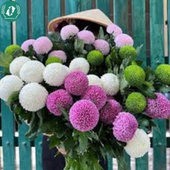 Hạt giống Hoa cúc Pingpong