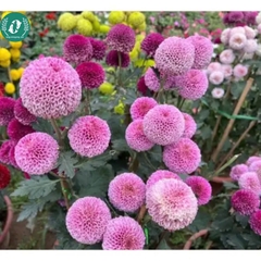 Hạt giống Hoa cúc Pingpong
