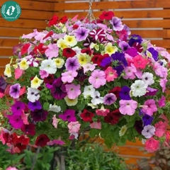 Hạt giống Hoa Dạ Yến Thảo