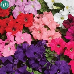 Hạt giống Hoa Dạ Yến Thảo