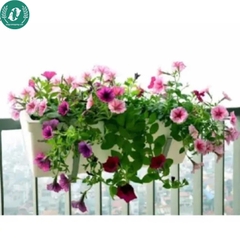 Hạt giống Hoa Dạ Yến Thảo