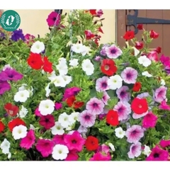 Hạt giống Hoa Dạ Yến Thảo
