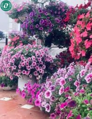 Hạt giống Hoa Dạ Yến Thảo