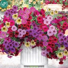Hạt giống Hoa Dạ Yến Thảo