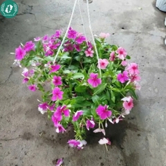 Hạt giống Hoa Dừa cạn