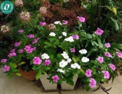 Hạt giống Hoa Dừa cạn