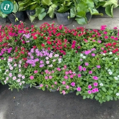 Hạt giống Hoa Dừa cạn