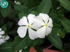 Hạt giống Hoa Dừa cạn