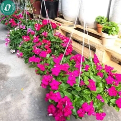 Hạt giống Hoa Dừa cạn