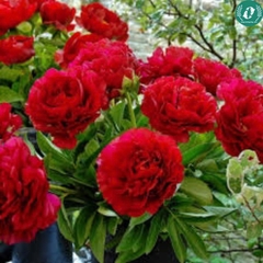 Hạt giống Hoa Mẫu đơn