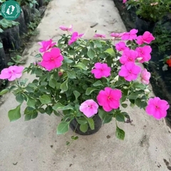 Hạt giống Hoa Ngọc Thảo