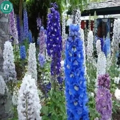 Hạt giống Hoa Phi Yến