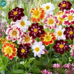 Hạt giống Hoa Thược Dược